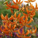 Lilium 'Orange Marmalade'