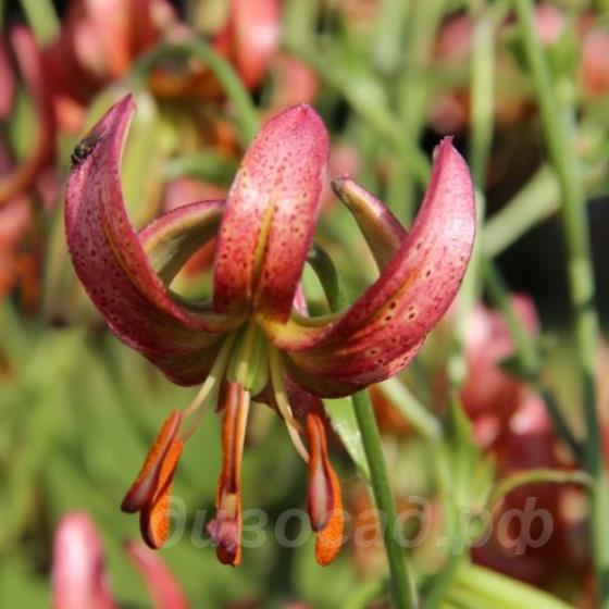 Lilium 'Gaybird'