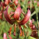 Lilium 'Gaybird'