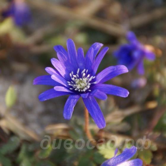 Anemone apennina 'Petrovac'