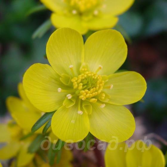 Eranthis hyemalis