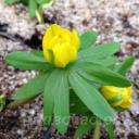 Eranthis hyemalis 'Grunling'