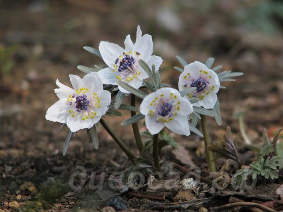 Eranthis pinnatifida