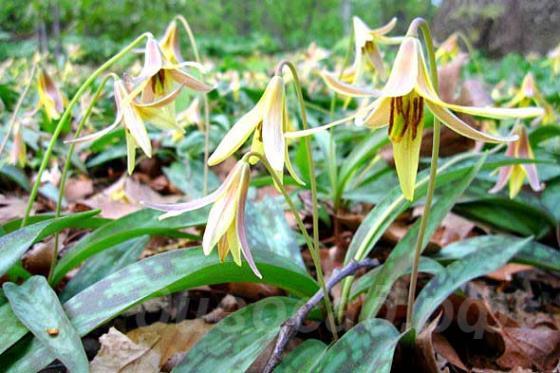 Erythronium americanum