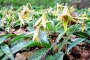 Erythronium americanum