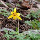 Erythronium americanum