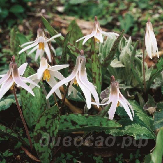 Erythronium albidum 