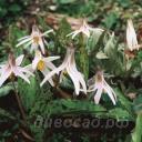 Erythronium albidum 