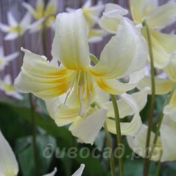 Erythronium citrinum