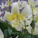 Erythronium citrinum