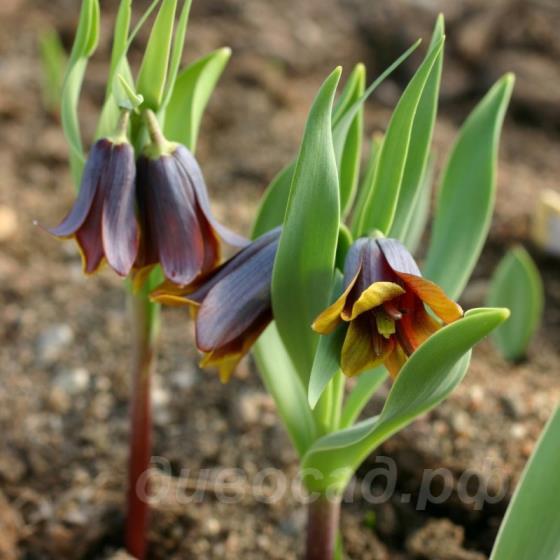Fritillaria pinardii 