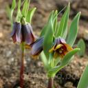 Fritillaria pinardii 