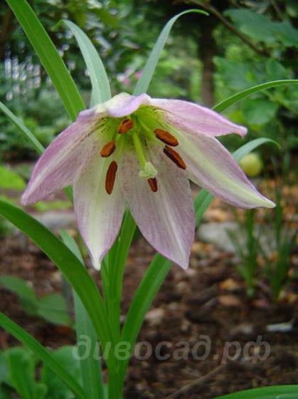 Lilium oxypetalum var. insigne