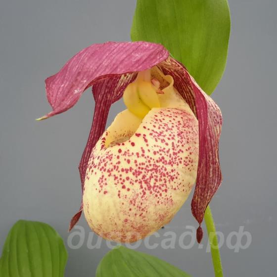 kentuckiense x rebunense