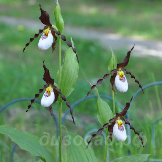 cypripedium Mountain King Frosch