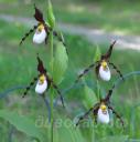 cypripedium Mountain King Frosch