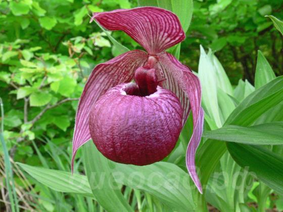 cypripedium 'Dr. Ernst von Siemens' Frosch