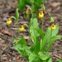 Cypripedium parviflorum