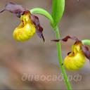 Cypripedium parviflorum