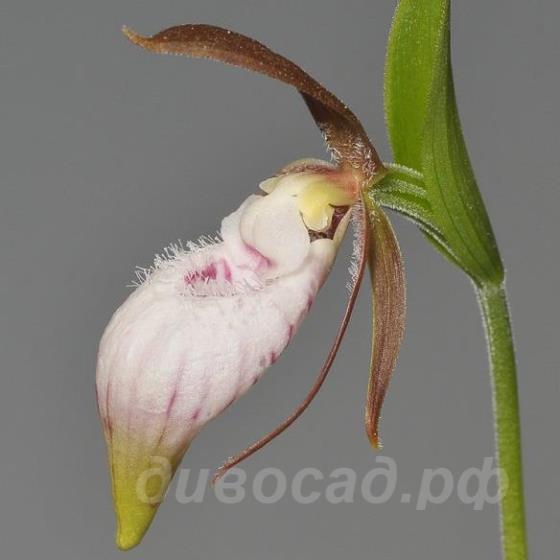 cypripedium plectrochilum