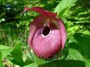 cypripedium 'John Haggar'