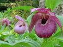 cypripedium 'John Haggar'