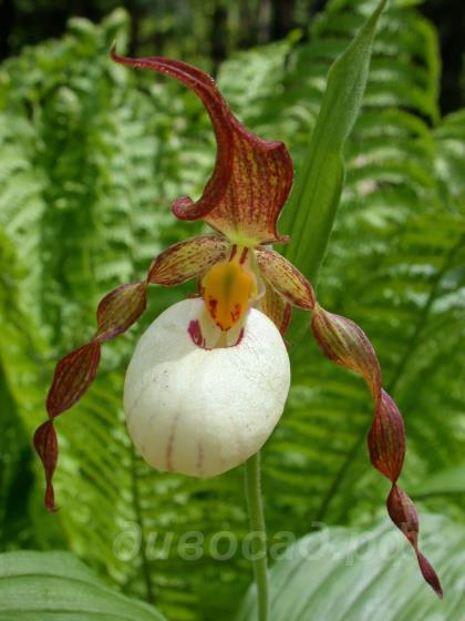 Cypripedium Ingrid