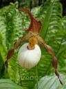 Cypripedium Ingrid