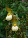 Cypripedium Ingrid