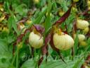 Cypripedium Ingrid