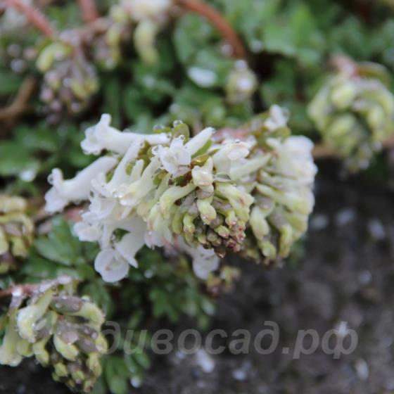 Corydalis solida Snowy Owl