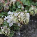 Corydalis solida Snowy Owl