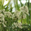 Corydalis solida Ice Queen