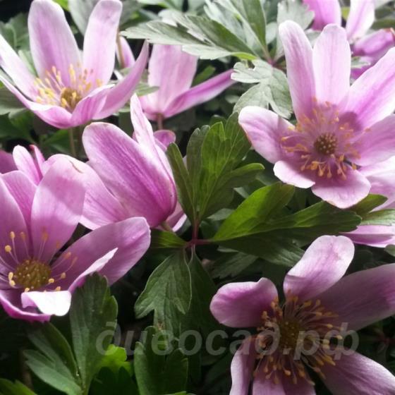 Anemone nemorosa Marie Rose