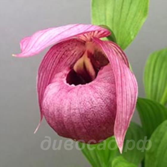 cypripedium speciosum x tibeticum