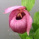 cypripedium speciosum x tibeticum