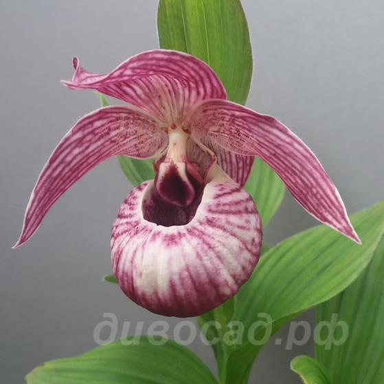 Cypripedium Ann Elizabeth
