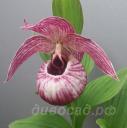 Cypripedium Ann Elizabeth