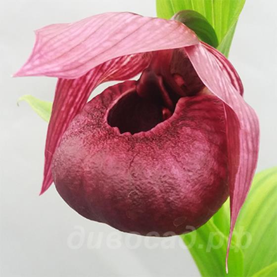 Cypripedium Henric