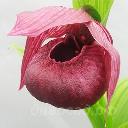 Cypripedium Henric
