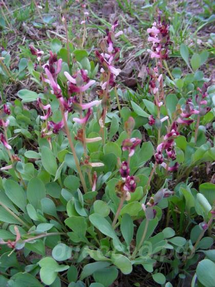 �orydalis ledebouriana