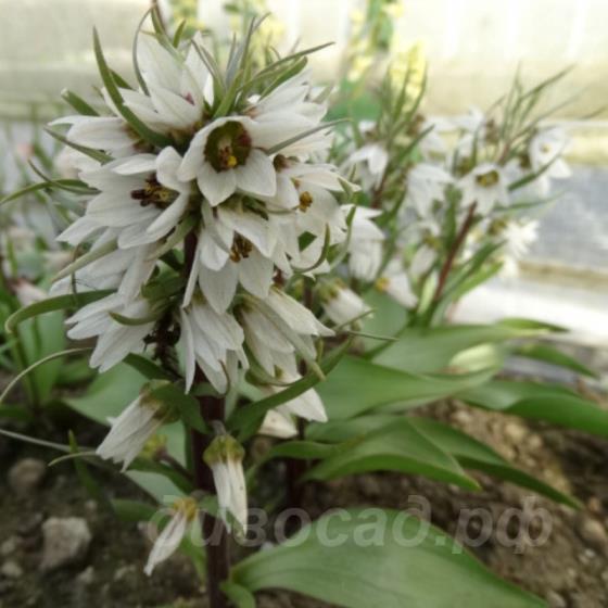 Fritillaria stenanthera subsp. ihnatschai