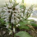 Fritillaria stenanthera subsp. ihnatschai