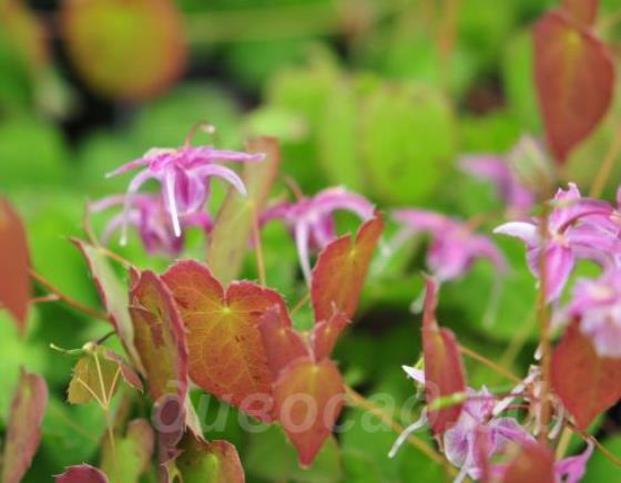 Epimedium 'Myojo'