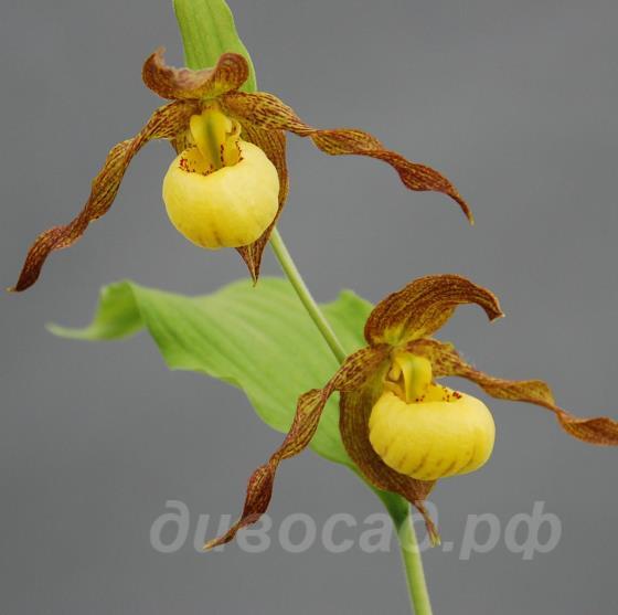 cypripedium Kristi Lyn (pubescens x Henryi) 