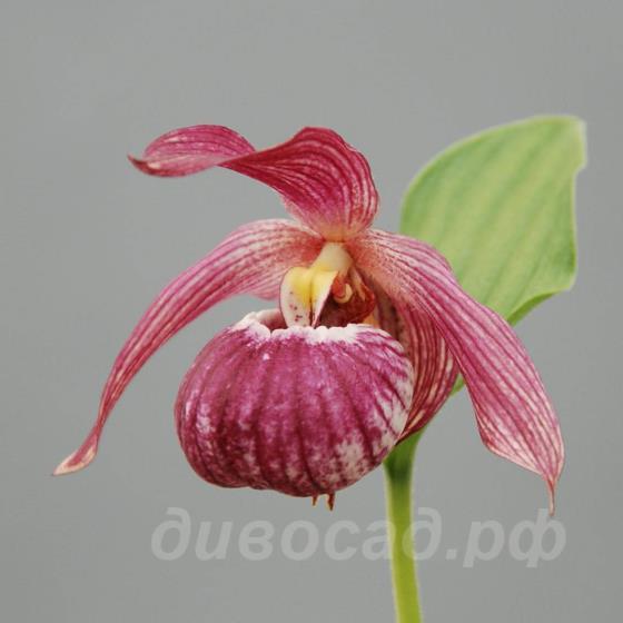 cypripedium Bernd, Macranthos x Segawai