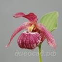 cypripedium Bernd, Macranthos x Segawai
