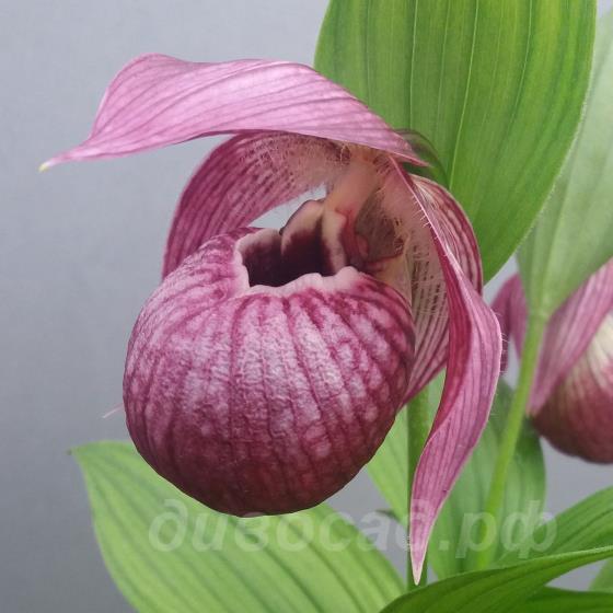 ����������� Eurasia (tibeticum x macranthos) 