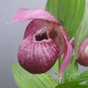 ����������� Eurasia (tibeticum x macranthos) 