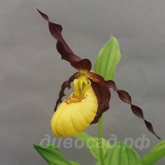 cypripedium Emil, calceolus x parviflorum